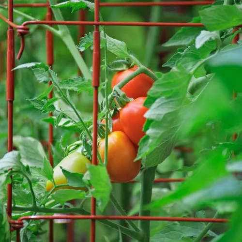 Miniatura 8 de Semillas de Tomate-Rio Grande (90 Semillas)