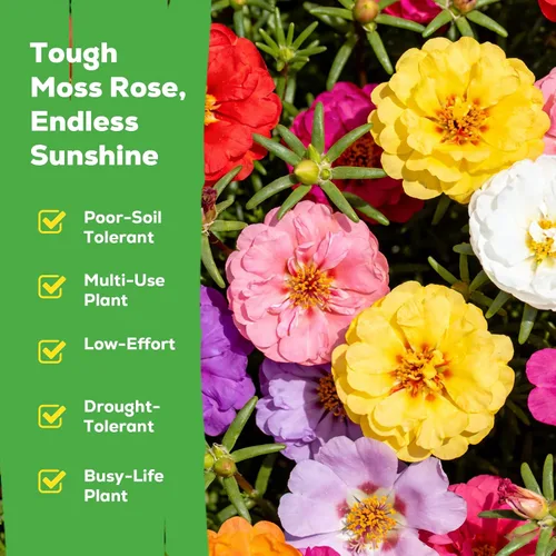 Miniatura 3 de Tri-Color French Marigold Seeds for Planting – 4OZ 38,000+ Open-Pollinated Flower Seeds to Plant, High Germination Rate, Fast Blooming for Gardens
