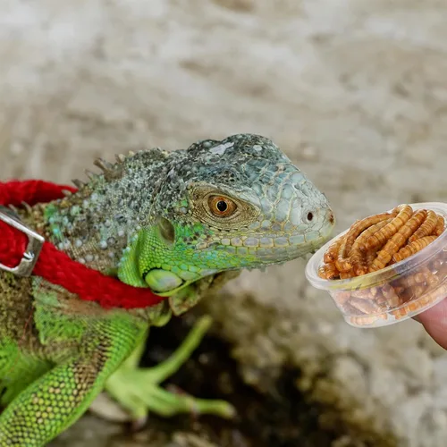 Miniatura 7 de EBOOT 500 vasos de plástico para alimentación, cuencos para agua de reptiles y alimentos para Gecko, lagartos, tarántula y otras mascotas pequeñas