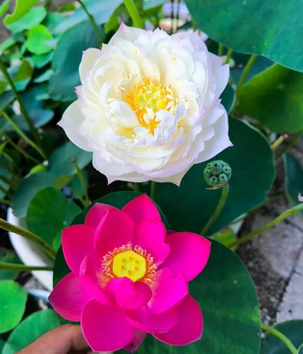 Miniatura 8 de Color mezclado Bonsai Bowl Lotus Water Lily Semillas (30 PCS)