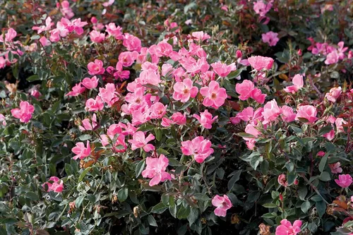 Miniatura 3 de Green Promise Farms Rosa Knock Out (Reblooming) Rose, contenedor tamaño 2, flores de coral