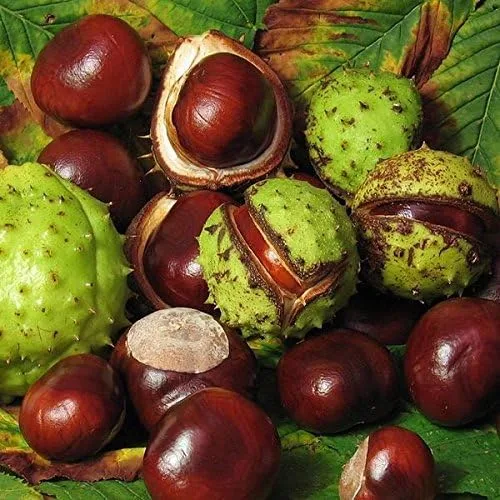Castaño de caballo (Aesculus hippocastanum) - Paquete de 3 Semillas