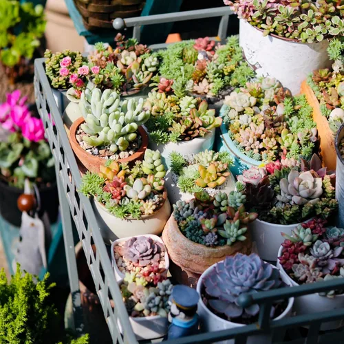 Miniatura 7 de Sprout N Green Plantas suculentas vivas, paquete de 8 suculentas reales surtidas en maceta de 2 pulgadas con mezcla de tierra, plantas pequeñas