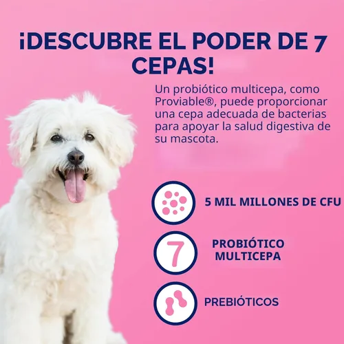 Miniatura 5 de Nutramax Proviable Probióticos para Perros y Gatos, Suplemento Diario para la Salud Digestiva con Múltiples Cepas de Bacterias, Probióticos