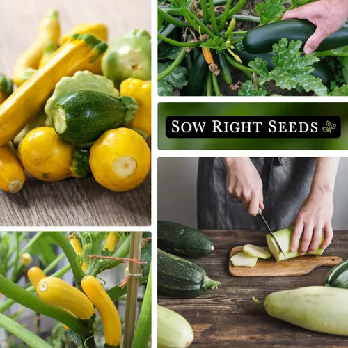 Miniatura 4 de Sow Right Seeds - Semillas de mezcla de calabacín para plantar - Paquete de reliquia sin OMG con instrucciones para plantar y cultivar un huerto