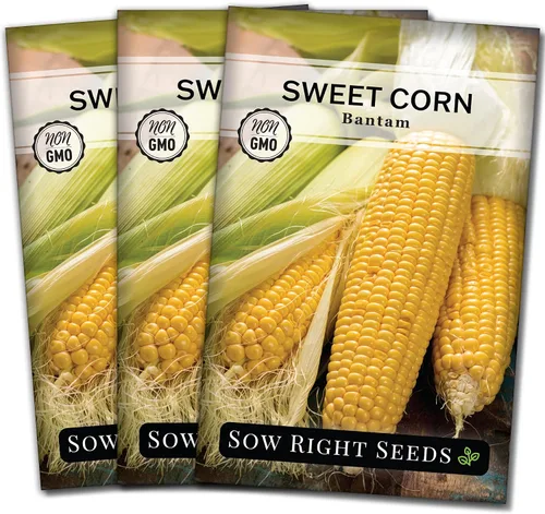 Miniatura 7 de Sow Right Seeds - Semilla de maíz dulce Bantam para plantar - Paquete de reliquia sin OMG con instrucciones para plantar un huerto casero - Cultiva