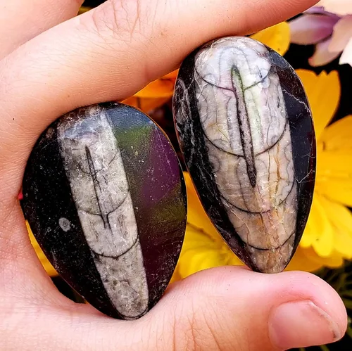 Miniatura 6 de Orthoceras - Espécimen de piedra fósil natural de reiki curativo metafísico de cristal de chakras, juego de 2 piezas, transparente