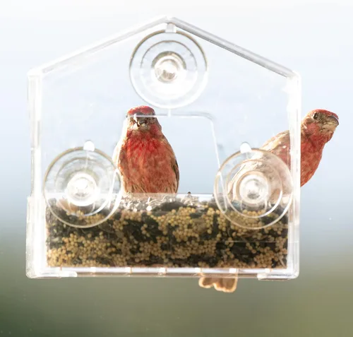 Miniatura 2 de Perky-Pet Comedero transparente para pájaros con ventosas fuertes, capacidad de semilla de 1/2 libra, Perky Pet 345, entretenida alimentación