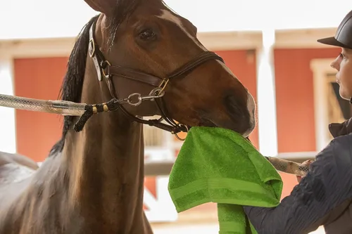 Miniatura 7 de Kawell USA Champú concentrado para caballo. Promueve un pelaje y una piel saludables. Ayuda a aliviar la picazón y la piel seca, alergias e