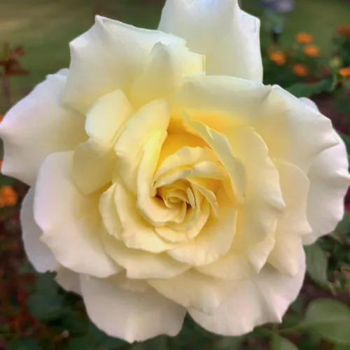 Miniatura 17 de Heirloom Roses Rose Bush - Easter Basket™ Planta amarilla viva para plantar al aire libre