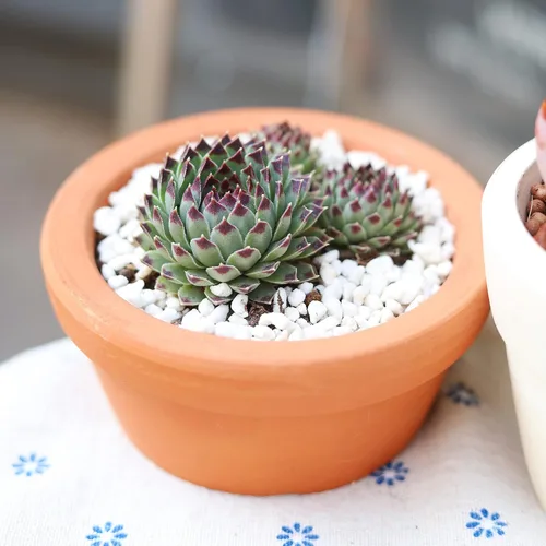 Miniatura 3 de Sempervivum Calcareum - Maceta de arcilla de 2 pulgadas + maceta de arcilla – Planta suculenta saludable Sempervivum Live de fácil cuidado