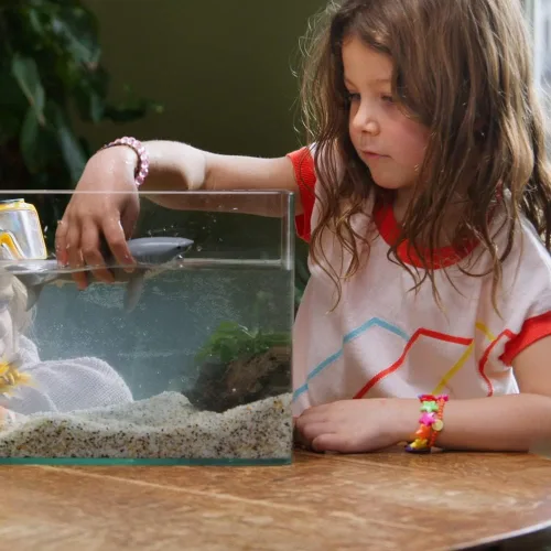 Miniatura 2 de Schleich Wild Life - Figura realista de gran tiburón blanco - Juguete de tiburón oceánico duradero y educativo para niños y niñas, para jugar