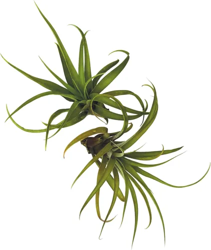 Miniatura 72 de ragnaroc Planta de Aire Viva – Tillandsia Capiput, Jumbo 6-9” - 2 unidades - Llegada Viva Garantizada - Plantas de Casa para Decoración del Hogar