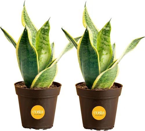 Miniatura 22 de Costa Farms - Planta de serpiente, Sansevieria, planta viva en maceta decorativa, fácil de mantener, suculenta purificadora de aire para interiores