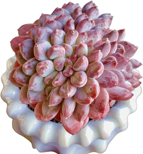 Miniatura 7 de Plantas suculentas vivas Echeveria Perle von Nürnberg, mini suculentas rojas de 3 pulgadas, raíz desnuda sin maceta, planta suculenta decoración