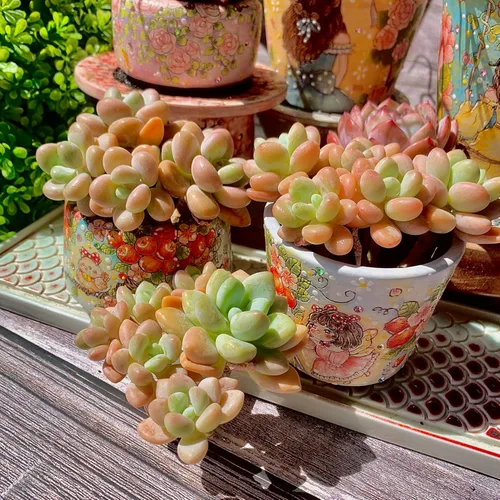Miniatura 13 de xPachyveria Elaine - Kit de suculentas – con maceta de plástico, planta viva en racimo de 2 pulgadas, suelo comprimido y guía, para escritorio