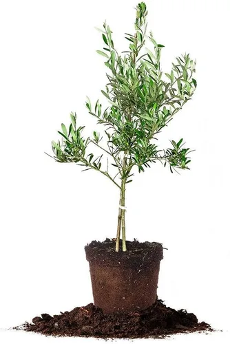 Olivo Arbequina - Planta viva, incluye fertilizante de mezcla especial y guía de plantación