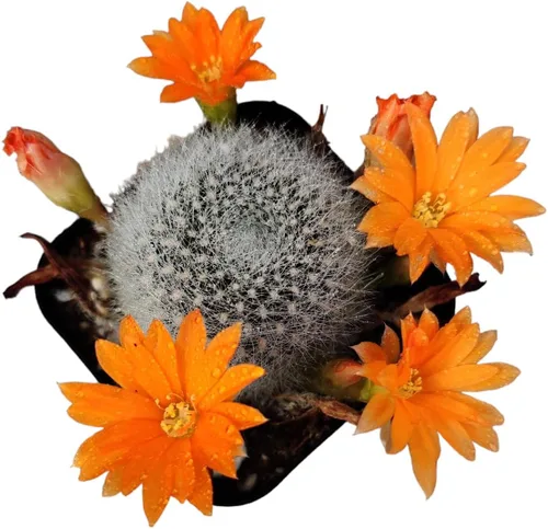 Miniatura 3 de Plantas de cactus vivos para decoración de oficina en casa (cactus anciana de 2 pulgadas)