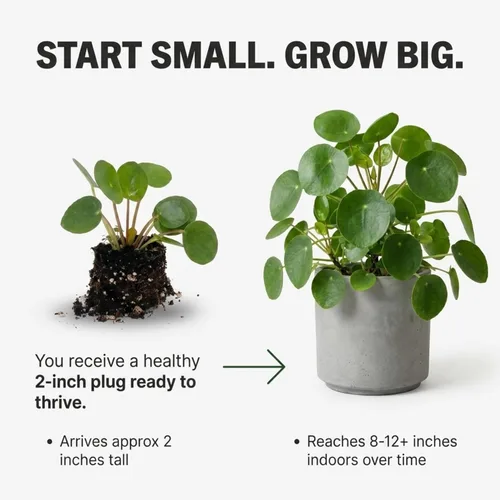 Miniatura 2 de ragnaroc Planta de dinero chino vivo – Árbol del dinero chino – Pilea Peperomioides – Planta de arranque de enchufe de 2 pulgadas – Planta