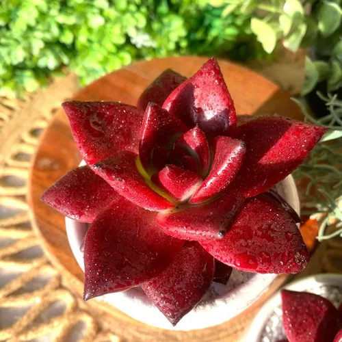 Miniatura 7 de Plantas suculentas vivas Echeveria Agavoides v Romeo Rubin de 3 pulgadas, suculentas rojas raras raíz desnuda sin tierra de maceta, plantas vivas