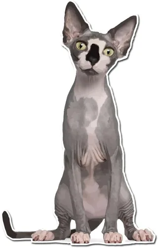 Foto realista negro y bronceado desnudo Sphynx Cat Decal – Calcomanía de vinilo para uso en interiores o exteriores, coches, portátiles, decoración,