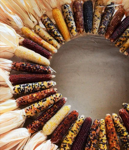 Miniatura 3 de TomorrowSeeds - Semillas de maíz ornamentales de arco iris de cáscara roja - Más de 50 unidades - para plantar maíz colorido nativo americano otoño