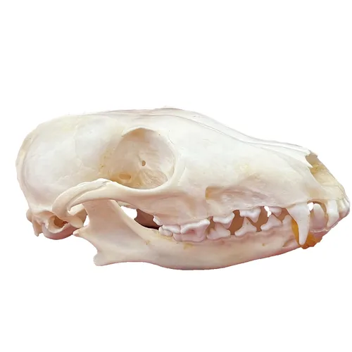 Miniatura 8 de Calaveras de animales reales en taxidermia, espécimen de huesos reales, suministros de taxidermia para educación científica, regalo especial
