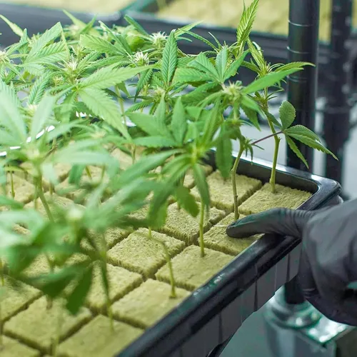 Miniatura 6 de Halatool Cubos hidropónicos de lana de roca de 1.2 pulgadas para cultivo hidropónico sin suelo, plántulas, inicio, esquejes, clones y propagación