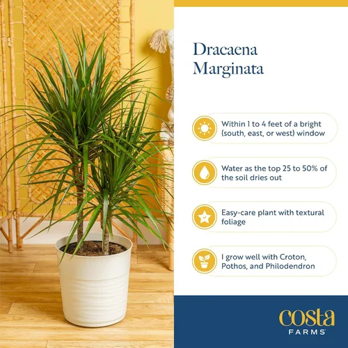 Miniatura 4 de Costa Farms Dracaena - Planta viva para interiores y exteriores en maceta de cultivo, planta de interior de follaje verde tropical de fácil cuidado