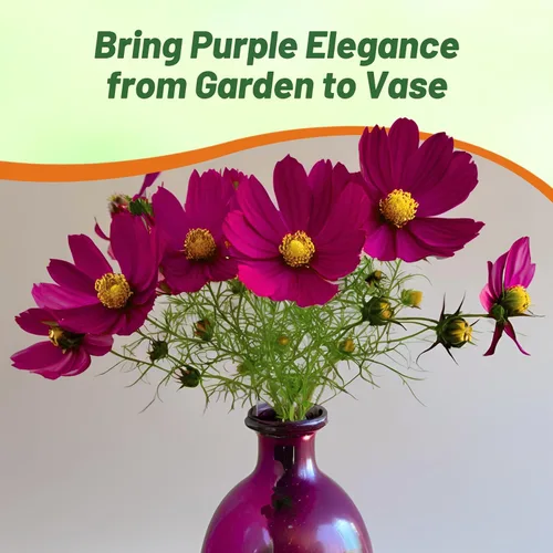 Miniatura 6 de Outsidepride Sonata Purple Cosmos Bipinnatus Seeds – 50 piezas anuales, fáciles de cultivar y tolerantes a la sequía, semillas de flores