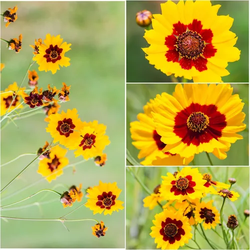 Miniatura 2 de Seed Needs Coreopsis Plains - Semillas para plantar flores amarillas al aire libre, 1 paquete