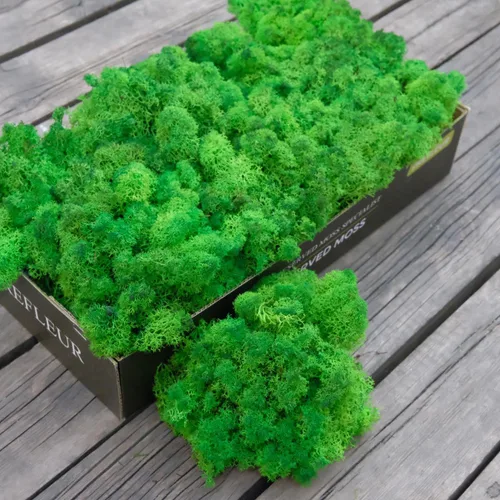 Miniatura 50 de Musgo de Reno Preservado Verde Natural Kit de Bricolaje Arte de Jardinería Decoración de Pared Decoración de Floristería Decoración de Mesa