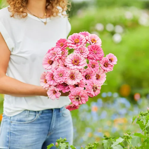 Miniatura 58 de Eden Brothers - Semillas de zinnia, cactus con flores, sin OMG, plantar en primavera, paquete, flores de bajo mantenimiento, zonas 3, 4, 5, 6, 7, 8
