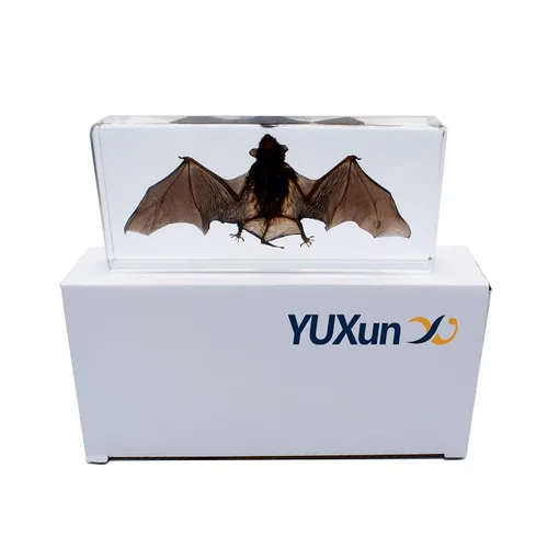 Miniatura 5 de Espécimen de murciélago real de taxidermia grande, espécimen de animales en resina para ciencias, aula, educación científica, grande