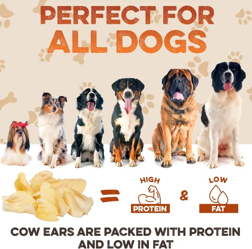 Miniatura 7 de BRUTUS & BARNABY Orejas de vaca para perros – Mitades de 30 unidades, corte grueso, carne de res Angus alimentada con pasto, alternativa totalmente
