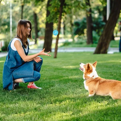 Miniatura 4 de Prime Pets Pelotas de Tenis Duraderas para Perros Paquete de 3, Pelotas de Juguete para Perros de 2.5" de Alto Rebote Sin Chirrido para Buscar