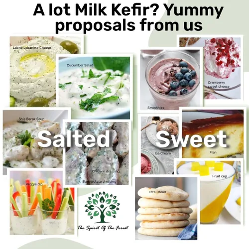 Miniatura 4 de 1 juego de cereales de kéfir de leche para iniciar, probiótico activo fresco y vivo comienza tu propio cultivo de kéfir en casa, Bulgaros de Leche