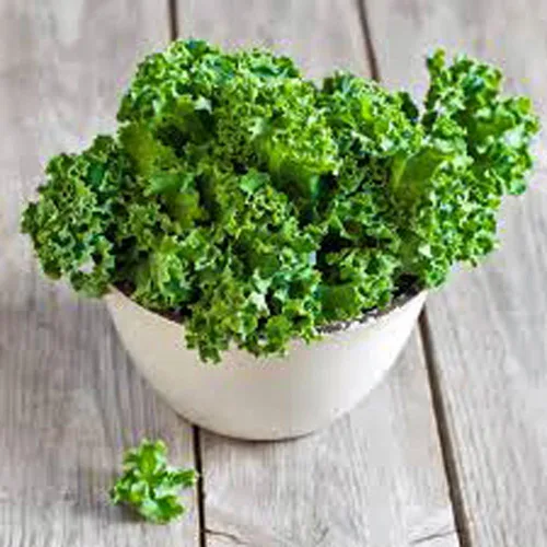 Miniatura 2 de Kale, Premier Seeds, sin OMG, 100 semillas por paquete. Alto rendimiento Nombre del producto