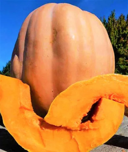 Miniatura 5 de TomorrowSeeds - Semillas de calabaza Dickinson - Paquete de más de 20 unidades - para 2024 (Kentucky Field), parche de bronceado, calabazas