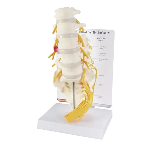 GPI Anatomicals - Modelo de vértebras de 5 piezas con sacro, modelo de columna vertebral para la educación en anatomía y fisiología humana, modelo