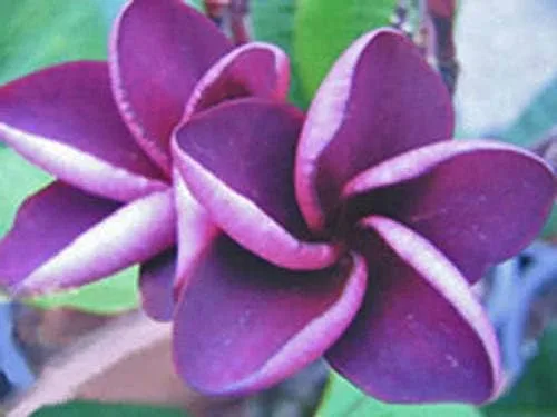 5 Semillas de Plumeria Púrpura Plantas Semillas de Flor Flores Perennes Jardín Bloomn