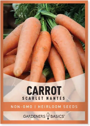 Semillas de zanahoria para plantar - Scarlet Nantes - es una gran variedad de verduras no transgénicas, 0.07 onzas de semillas ideales para