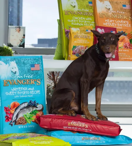 Miniatura 10 de Evanger's Super Gamebird Receta con aceite de coco alimento seco para perros – Bolsa de 4.4 libras – Fórmula hipoalergénica de pato y pavo – Sin