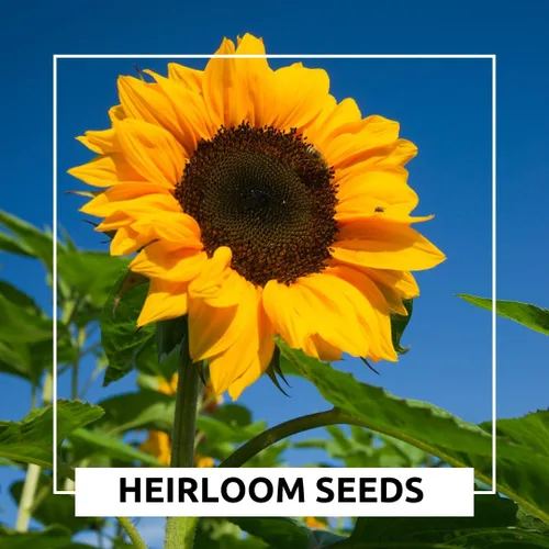Miniatura 6 de Semillas de girasol de Mongolia – 10 semillas por paquete, fáciles de cultivar para un jardín diverso – Flores amarillas altas y vibrantes