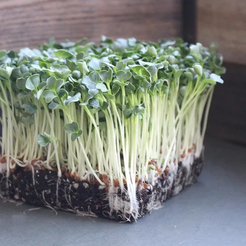 Miniatura 3 de Semillas orgánicas de germinación de rábano Daikon, bolsa de semillas de 1 libra, sin OMG, semillas de cultivo de jardín de reliquia, brotes