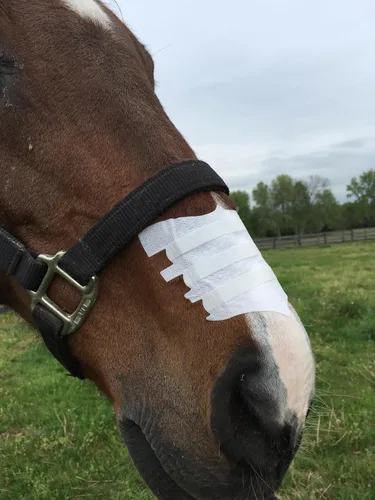 Miniatura 4 de Flair Tiras nasales equinas para caballos (negro, paquete de 6), tiras nasales adhesivas equinas y soporte, mejora la respiración para competición