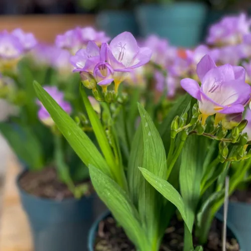 Miniatura 7 de Fresia - Bulbos de flores "Delta River" – Flores moradas fragantes, ideales para flores cortadas y ramos, plantas perennes fáciles de cultivar