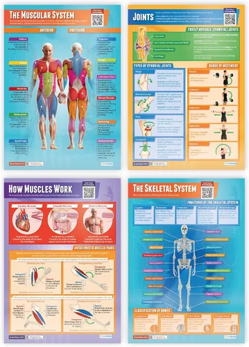 Daydream Education Pósteres de sistemas musculares y esqueléticos – Juego de 4 – Extra Grande 33 x 23.5 pulgadas – Papel brillante – Decoración STEM