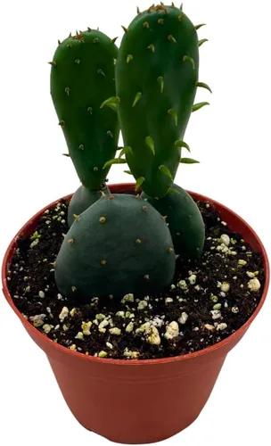 BubbleBlooms Opuntia ficus-Indica, cactus de tuna rara en una maceta de 4 pulgadas bien enraizada