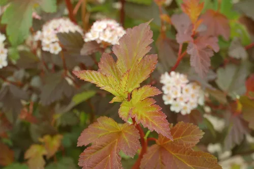 Miniatura 4 de Ganadores probados - Physocarpus op. Vino de verano (Ninebark) Arbusto, follaje rojo, #3 - Contenedor